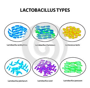 Types of lactobacilli. Lactobacillus. Good intestinal microflora. Infographics. set. Vector illustration on isolated photo