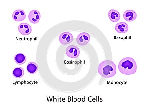 Types of leucocyte