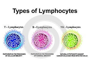 Types of lymphocytes. T lymphocytes, B lymphocytes, NK lymphocytes structure. The function of lymphocytes. Immunity photo