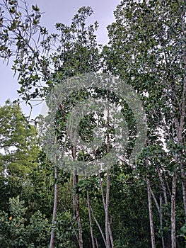 types of mangrove fruit