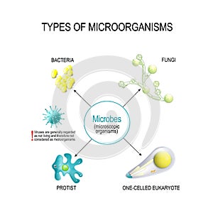 Types of Microorganisms. Bacteria, fungi, one-celled eukaryote, and protist