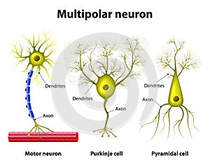 Types Of a multipolar Neurons