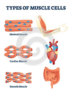 Types of muscle cells vector illustration. Labeled soft tissues explanation