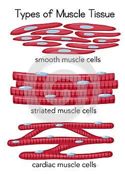 Types of Muscle Tissue