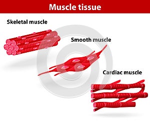 Tipos de músculo tejido 