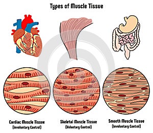 Types of Muscle Tissue of Human Body Diagram photo