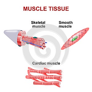 Types of muscle tissue photo