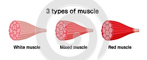 3 types of muscle  white, mixed and red muscle  vector illustration set photo