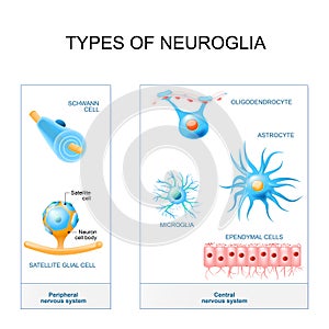 Types of neuroglia.