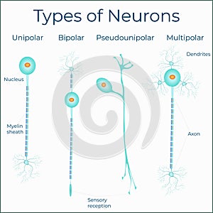types of neurones medical scientific illustration poster