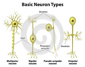 Tipos de neuronas 