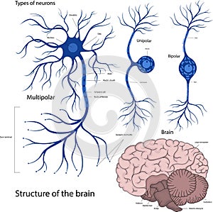 Types of neurons bipolar, unipolar, multipolar. The structure of a neuron in the brain. The structure of the human brain photo