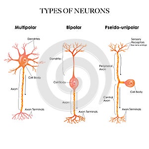 Types of neurons colorful design