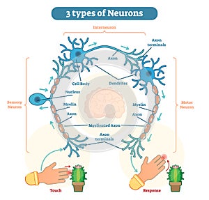 Types of Neurons - sensory, intereuron, motor