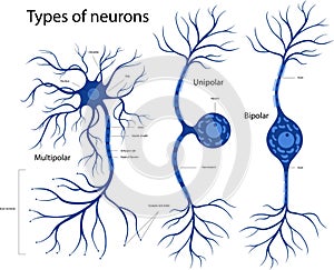 Types of neurons. The structure of a neuron in the brain.