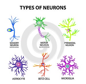 Types of neurons. Structure sensory, motor neuron, astrocyte, pyromidal, Betz cell, microglia. Set. Infographics. Vector photo