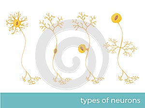 Types of neurons vector illustration