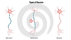 types of neurons vector illustration graphic