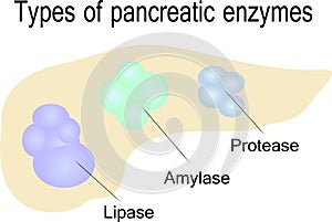 Types of pancreatic enzymes