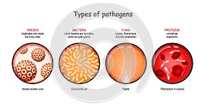 Types of pathogens. viruses, bacteria, fungi, and protozoa