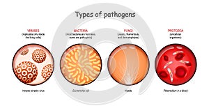 Types of pathogens. viruses, bacteria, fungi, and protozoa photo