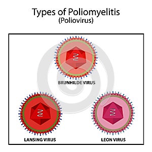 Types of poliovirus. The Brunnhild virus.