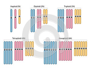 Types of polyploidy. Haploid N, Diploid 2N, Triploid 3N, Tetraploid 4N, Hexaploid 6