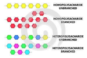Types of polysaccharides vector illustration photo