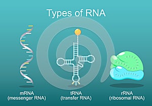 Types of RNA photo