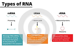 Types of RNA vector illustration photo