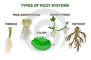 Types of root systems of plants, monocots and dicots isolated on white background.