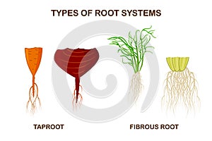 Types of root systems of plants, monocots and dicots isolated on white background. Taproot and fibrous root example comparison.