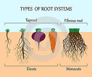 Types of root systems of plants, monosots and dicots in the soil in cut, education poster, vector illustration. photo