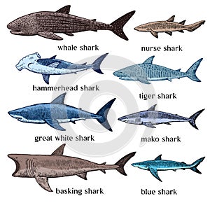 Types of sharks. Big set of hand drawn illustrations in retro engraving style. Great white shark, tiger shark, hammerhead shark