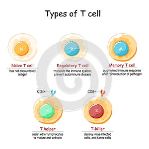 Types of T-cell. T lymphocyte