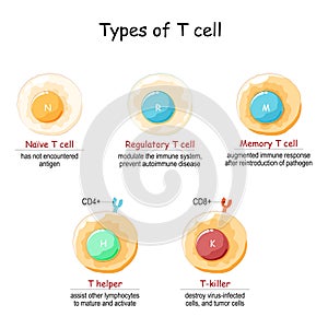 Types of T-cell. T lymphocyte photo