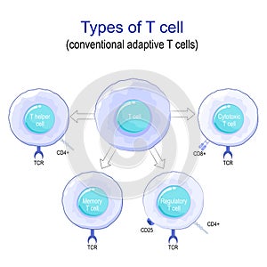 Types of T cell photo