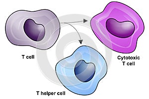 Types of t Lymphocyte isolated