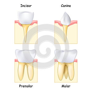 Types of Teeth: from Canine and Incisor to Molar and Premolar