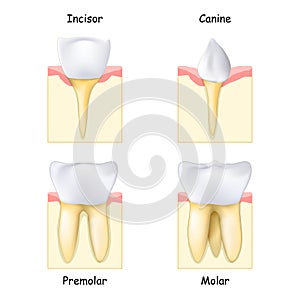 Types of Teeth: from Canine and Incisor to Molar and Premolar photo