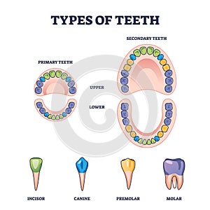 Types of teeth with primary and secondary tooth division outline diagram