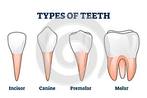 Types of teeth vector illustration. Various human tooth examples collection