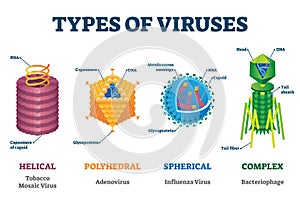 Types of viruses vector illustration labeled drawings