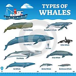 Types of whales educational labeled wildlife comparison vector illustration