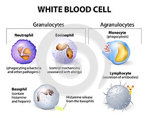 Types of white blood cells. Infographics. photo