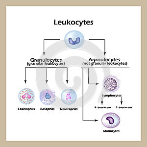 Types of white blood cells. Infographics. Vector illustration