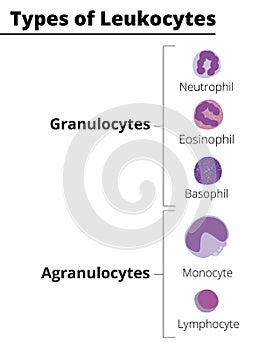 Types of white blood cells. Leukocytes granulocytes and agranulocytes.