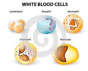 Typy z bílý krev buňky 