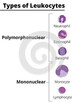 Types of white blood cells. Leukocytes polymorphonuclear and mononuclear.