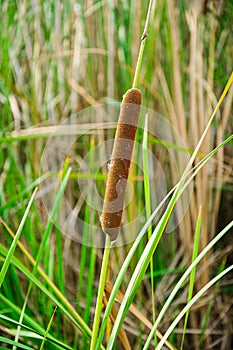 Typha angustifolia